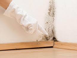 Why You Should Choose Our Mold Remediation Services in Fox Point, WI